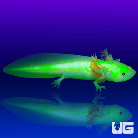 gfp axolotl|gfp leucistic axolotl for sale.